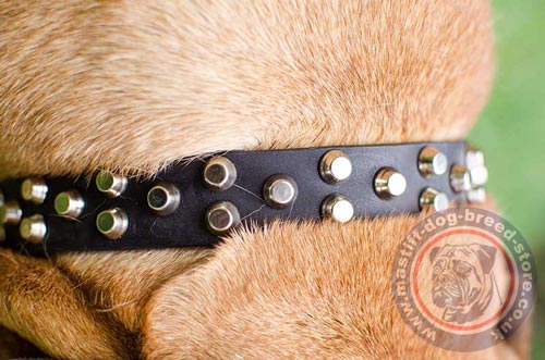 Black Studded Leather Dog Collar