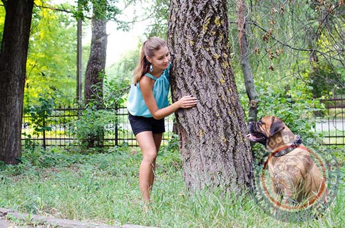 Studded Dog Collars for Bullmastiff