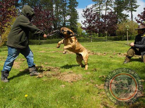 Boerboel Collars