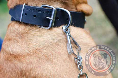 French Mastiff Dog Collar with ID Tag