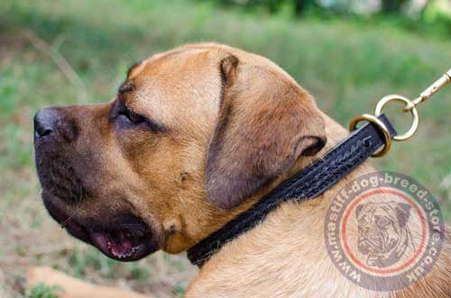 Braided Dog Collar for Italian Mastiff
