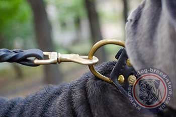 Strong Stuff Dog Collars for Neapolitan Mastiff
