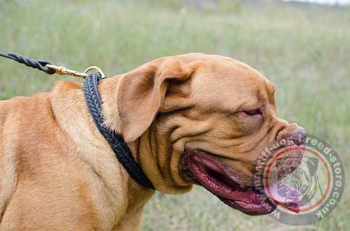 Dogue De Bordeaux Collar