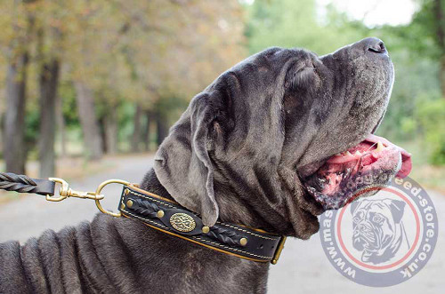 Best Dog Collar for Mastiff