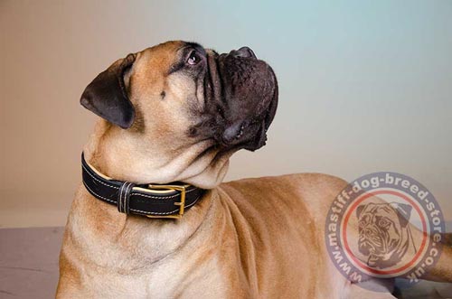 Bullmastiff Collar