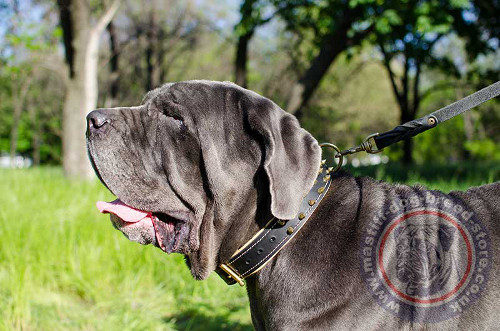 Spiked Dog Collar for Mastino Napoletano