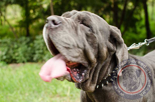 Spiked Dog Collar for Neapolitan Bull Mastiff