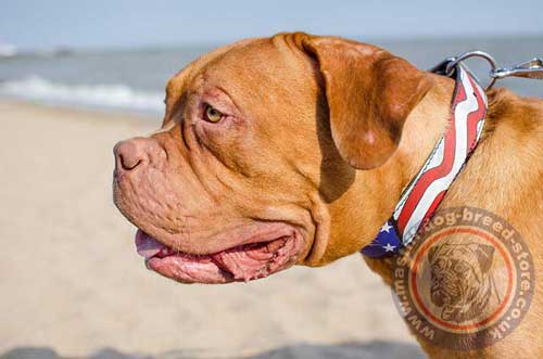 Trendy Dog Collars for Big Dogs