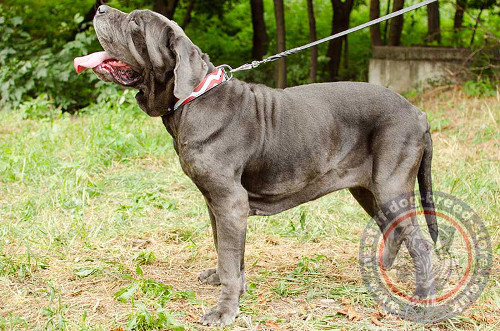 Trendy Dog Collar for Mastino Napoletano