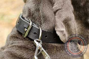 Buckle Collar for Mastiff