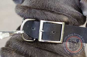 Neapolitan Mastiff Nylon Dog Collar with Buckle
