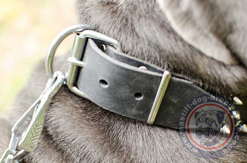 Buckle Leather Collars for Mastiffs