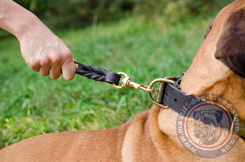 Bull Mastiff Collar with Buckle