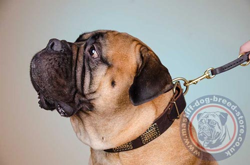 Bull Mastiff Collar UK