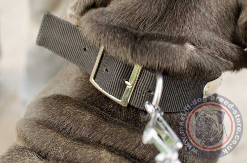 Personalized Dog Collar for Neapolitan Bull Mastiff