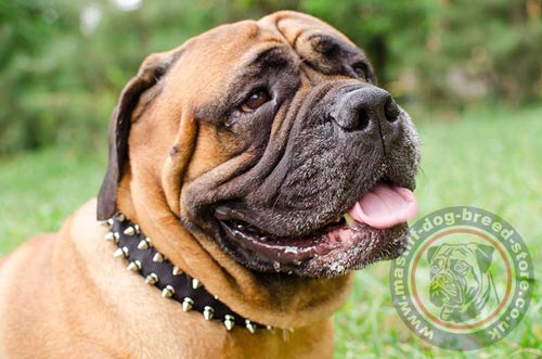 Nylon Dog Collar with Spikes for Bullmastiff