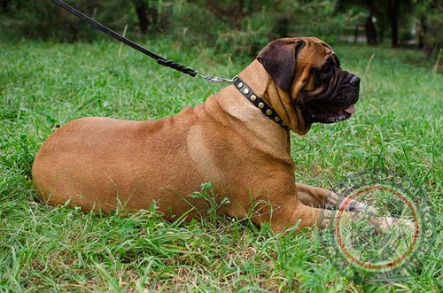 Buy Bullmastiff Collar UK Online Dog Store