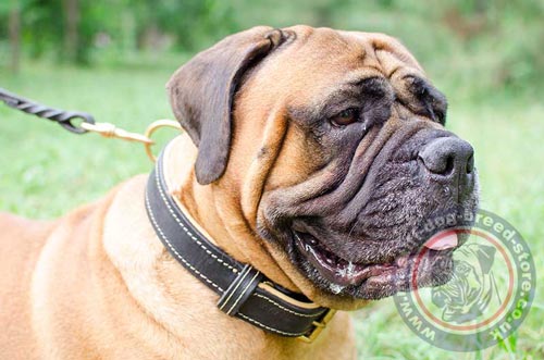 Bullmastiff Leather Dog Collar