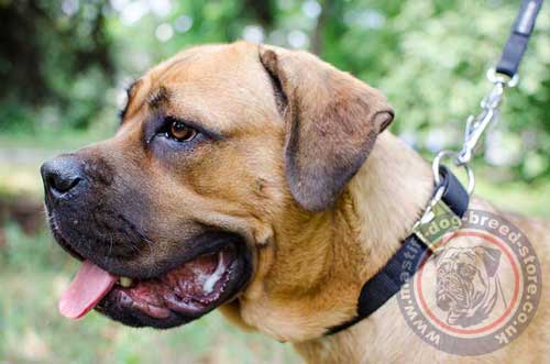 Adjustable Dog Collars for Mastiff