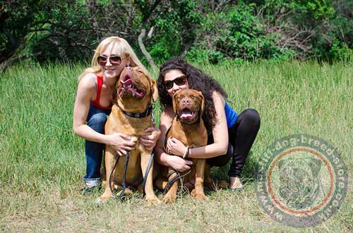 Stylish Dog Collars for Dogue De Bordeaux