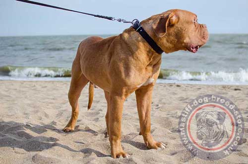 Dogue De Bordeaux Collars UK