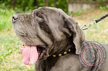 Fancy Dog Collars for Mastino Napoletano