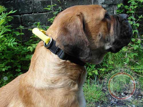 Boerboel Collars