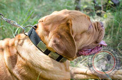 Dog Nylon Collar for Big Dogs