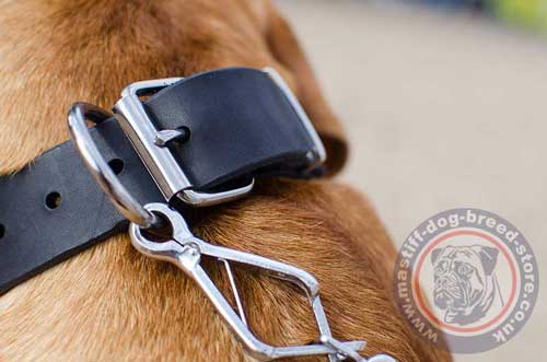 French Mastiff Collar for Big Dogs UK