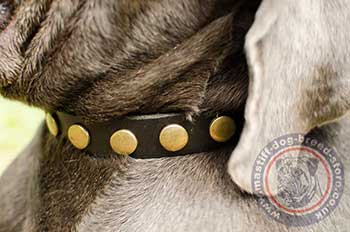 Fancy Dog Collars for Mastino Napoletano
