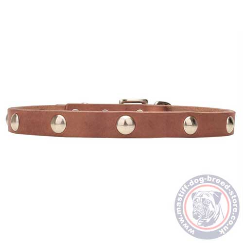 Buy Mastiff Puppy Collar UK