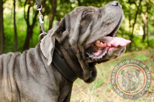 Padded Dog Collar for Neapolitan Mastiff
