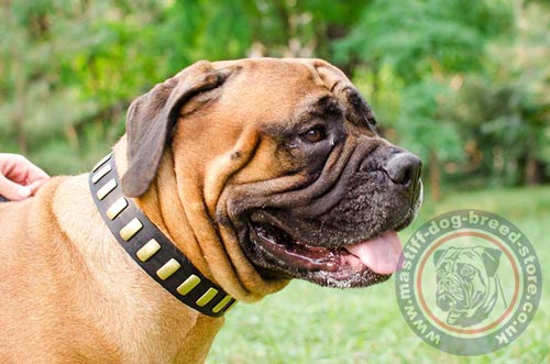 Bull Mastiff Collar