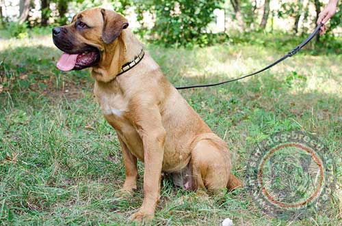 Cane Corso Collar for Dog Walking