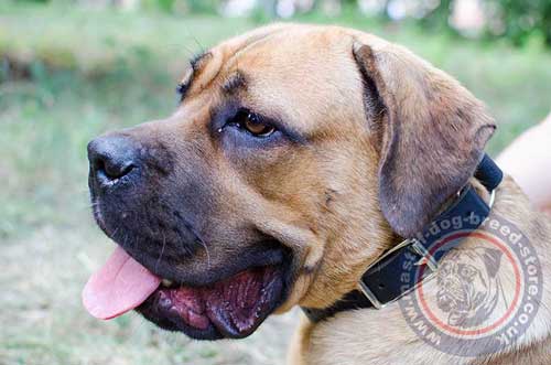 Cane Corso Collar for Schutzhund Work