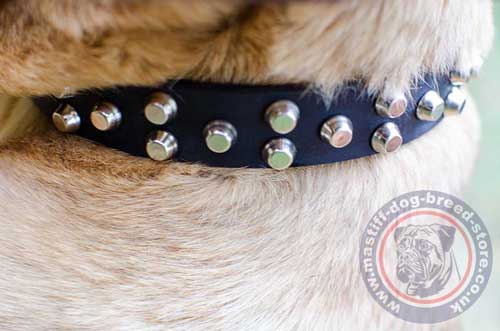 Studded Dog Collars for Large Dogs