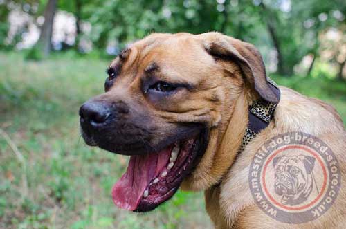 Cane Corso Dog Collar of Vintage Style