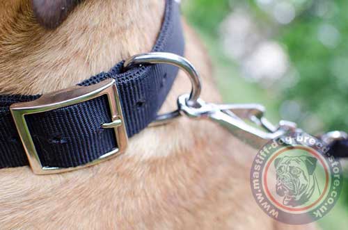 Cane Corso Dog Collars with Buckle