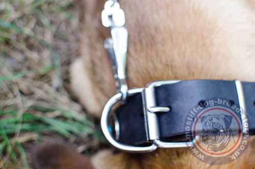 Cane Corso Luxury Dog Collar with Top Quality Steel Hardware and Ring for a Dog Lead