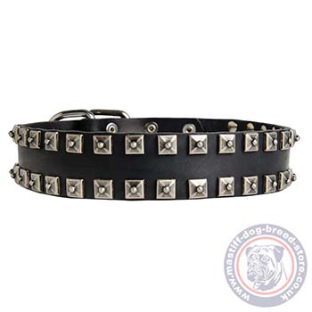 Studded Dog Collar for bull mastiff