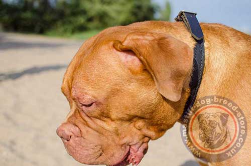 Leather Choke Dog Collar