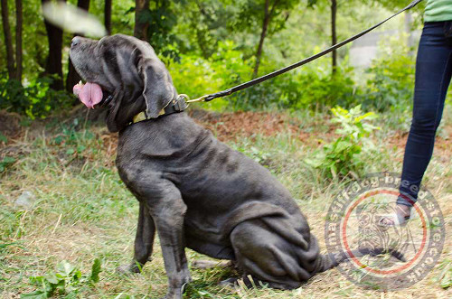 Neapolitan Mastiff Collar UK