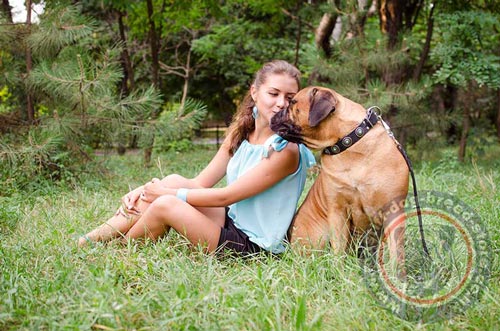 Best Dog Collars for Big Dogs