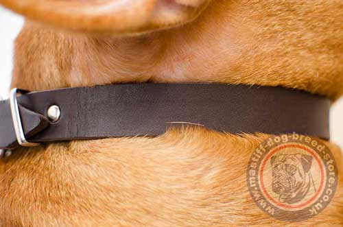 1 Inch Dog Collar