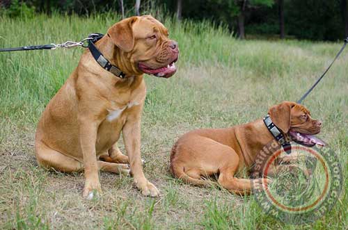 Cool Dog Collar for Dogue De Bordeaux Puppies