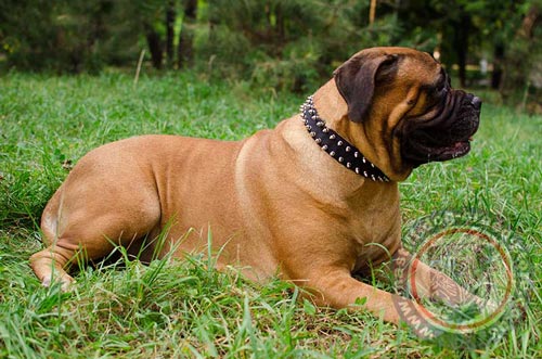Spiked Dog Collar for Bullmastiff Temperament