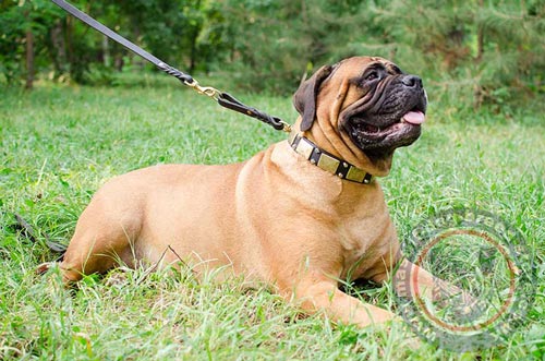 Bull Mastiff Collar