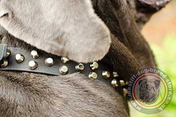 Dog Collar Design