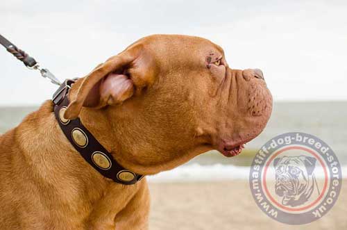 Buy Dogue De Bordeaux Collars UK