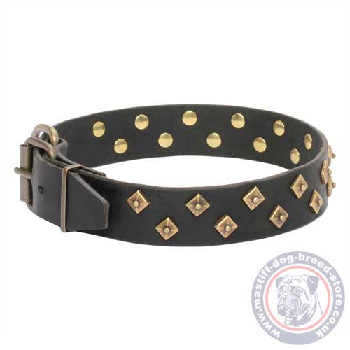 Designer Dog Collar for Mastiff Dogs